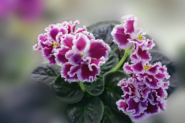 Kaunis Saintpaulia tai Uzumbar violetti. Vaaleanpunaiset sisäkukat lähikuva. Luonnon kukkatausta
. - Valokuva, kuva