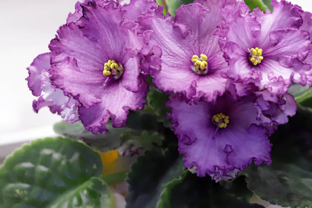Belle Saintpaulia ou Uzumbar violet. Fleurs intérieures roses en gros plan. Fond floral naturel
. - Photo, image