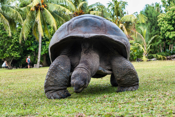 aldabra Riesenschildkröte, curieuse marine nationalpark, curieuse, seychellen - Foto, Bild