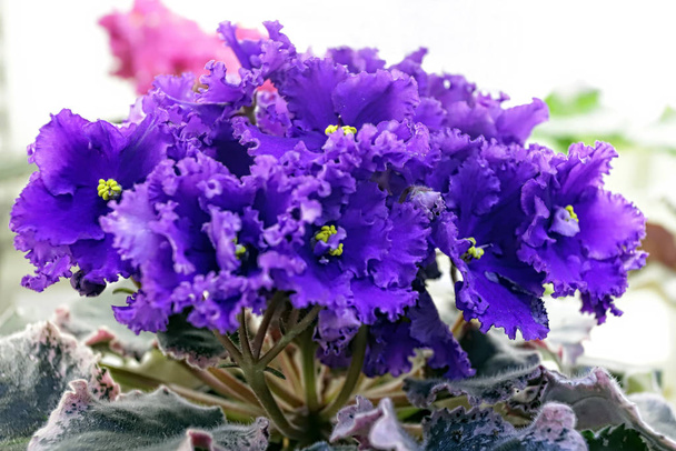 Linda Saintpaulia ou violeta Uzumbar. Flores interiores cor de rosa close-up. Fundo floral natural
. - Foto, Imagem