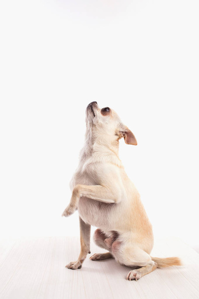 White chihuahua dog on a white background. - Фото, изображение