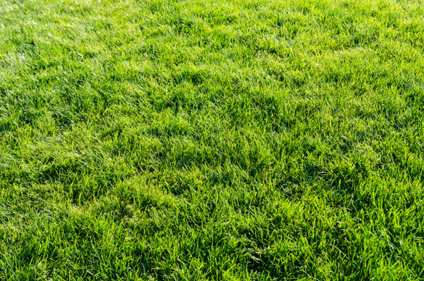 Vihreän nurmen tausta - Valokuva, kuva