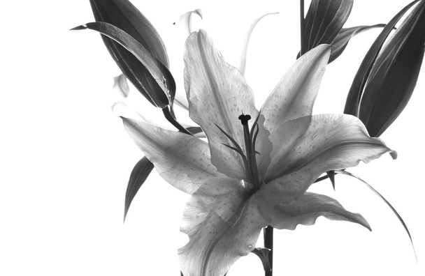 Lily - Foto, afbeelding