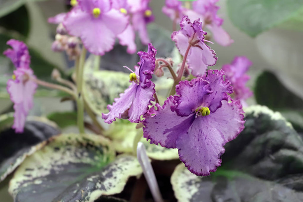 Linda Saintpaulia ou violeta Uzumbar. Flores interiores cor de rosa close-up. Fundo floral natural
. - Foto, Imagem
