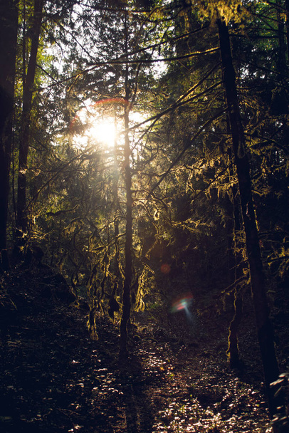 sun rays in the forest in  - Фото, зображення