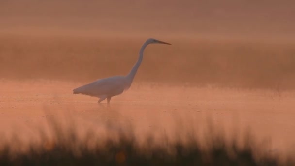 Great egret fishing at sunrise in misty morning - Footage, Video