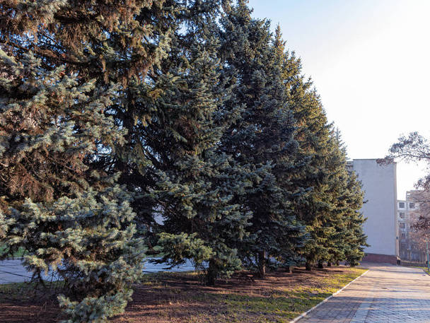 Тонкий ряд сибирских и синих елок в парке - Ли
 - Фото, изображение