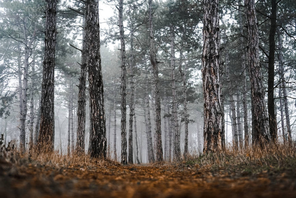  winter mystical pine foggy forest. - Foto, Imagen