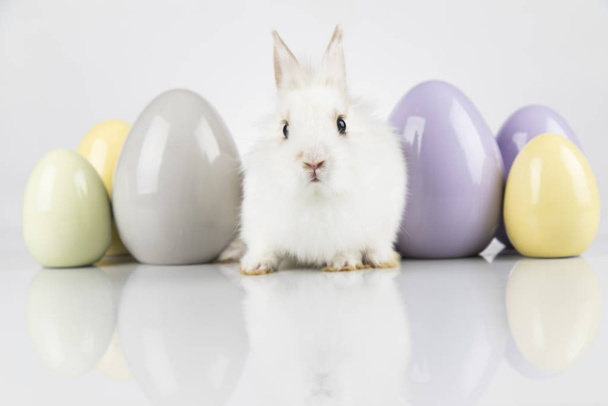 Easter animal holiday, and eggs white background - Valokuva, kuva