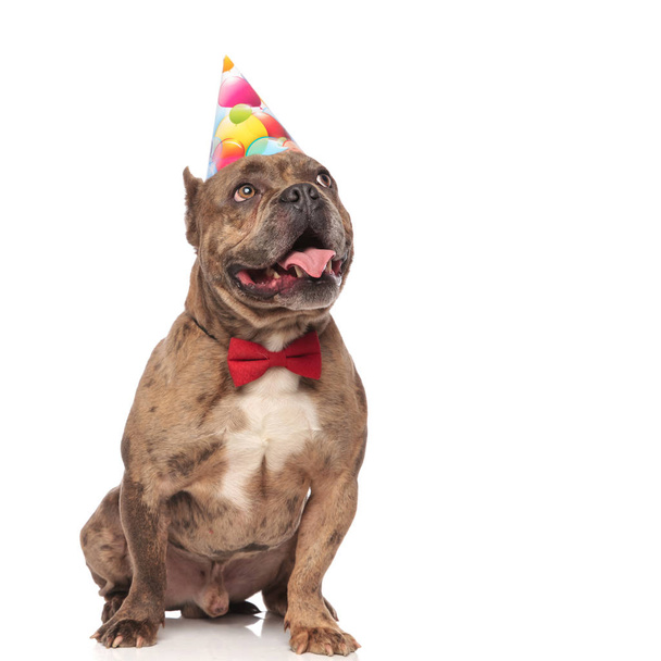 cute american bully wearing birthday hat and bowtie - Photo, Image