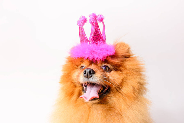 funny princess girl dog with pink crown - Photo, Image