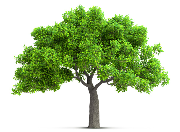 puu eristetty korkea yksityiskohtaiset lehdet, 3D-kuva
 - Valokuva, kuva