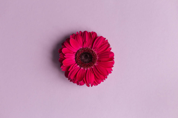 schöne leuchtend rosa Gerbera-Blüten auf lila Pastell Hintergrund.  - Foto, Bild