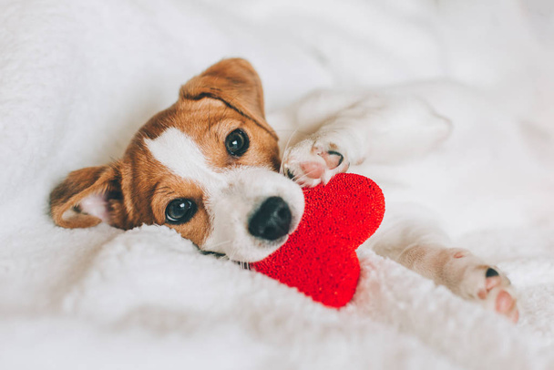 Adorable cachorro Jack Russell Terrier con corazón rojo en manta blanca
.  - Foto, imagen