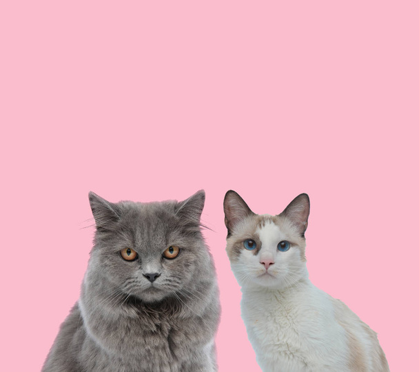 ピンクを背景に2匹の猫のチームが - 写真・画像