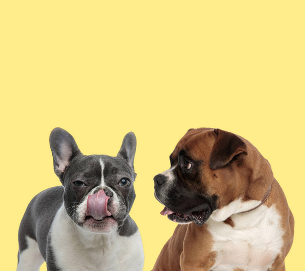 пара собак лиже ніс і дивиться вбік
  - Фото, зображення