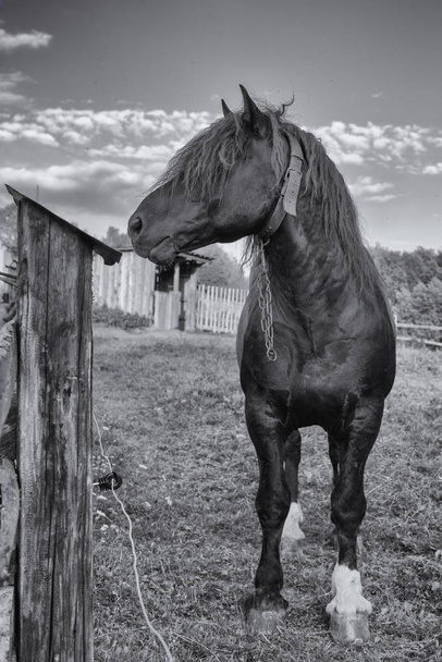 Pferd mit langen Haaren. Tschechien - Foto, Bild