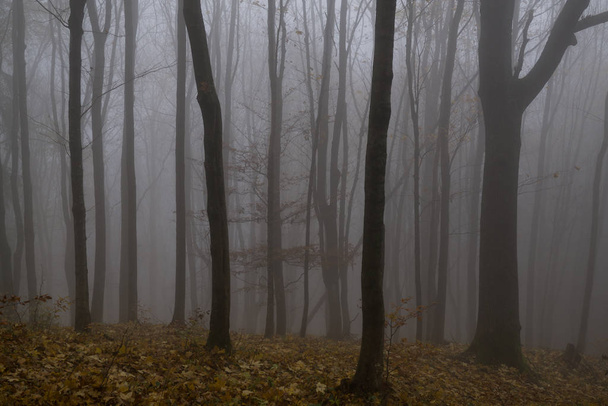 霧に包まれた森の一日の撮影 - 写真・画像