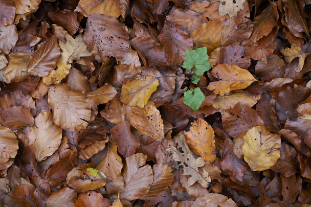 Herbstblatt. - Foto, Bild