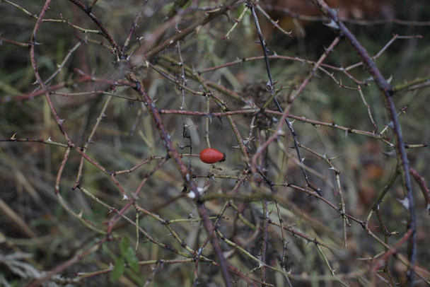 rosehip berry sur le buisson, gros plan - Photo, image