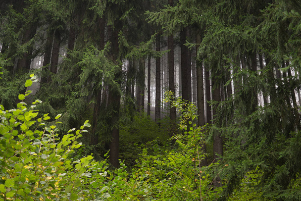 syksyn puut metsässä, Slovakia
 - Valokuva, kuva