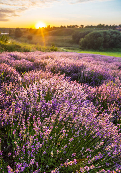 Барвисті квітучі лавандули або лавандове поле на світанку
 - Фото, зображення