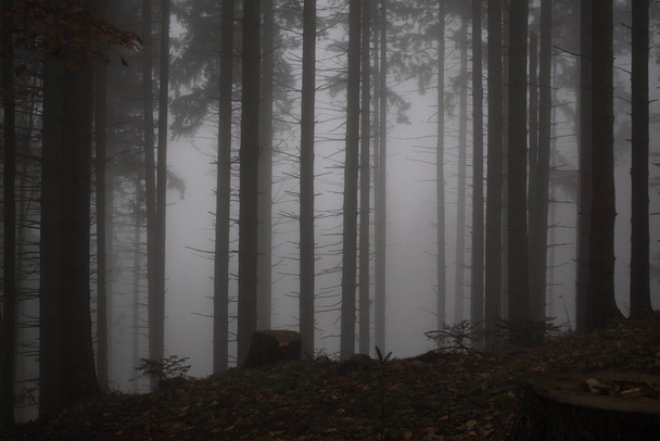 Денний час постріл туманного лісу
 - Фото, зображення