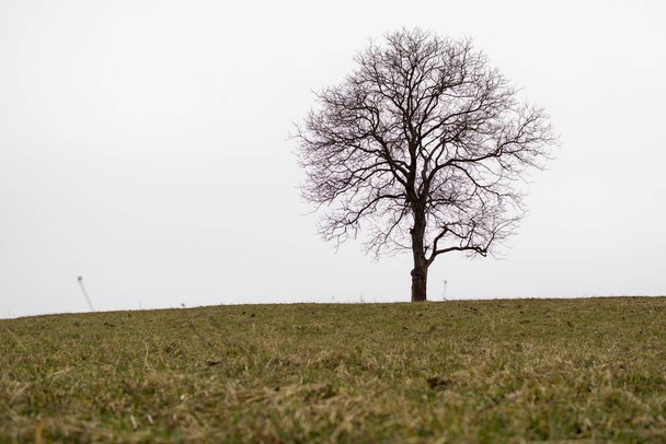 Day time shot of alone tree on meadow - Фото, изображение