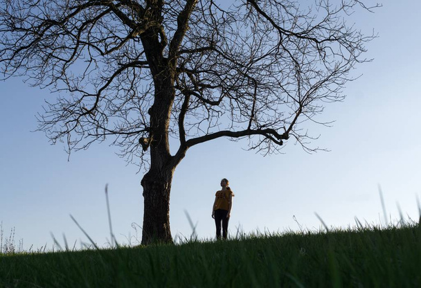 silhouet van een vrouw in een veld dat onder de boom staat - Foto, afbeelding