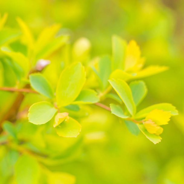 Abstract blurred floral background. Full blooming and first leafs of forest tree. Spring, feast, celebration and beautiful flower decoration concept. Closeup with soft selective focus - Photo, image