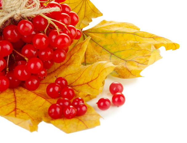 Red berries of viburnum on yellow leaves isolated on white - Foto, Imagen