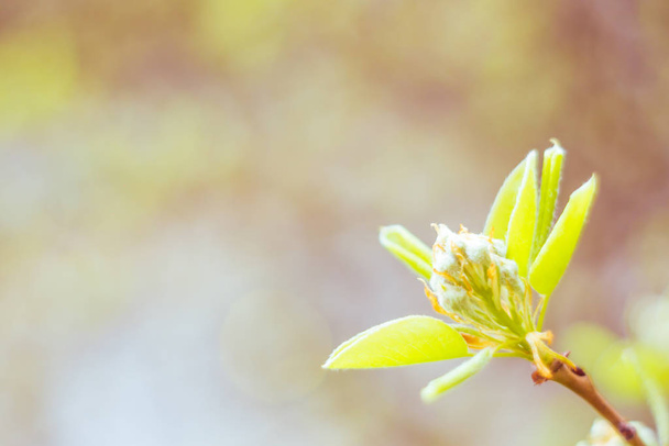 Abstract blurred floral background. Full blooming and first leafs of forest tree. Spring, feast, celebration and beautiful flower decoration concept. Closeup with soft selective focus. Toned - Φωτογραφία, εικόνα