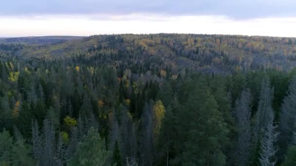 Birds eye view of forest at evening sunset - Imágenes, Vídeo