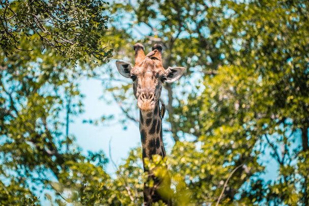 Giraffa attacca la testa attraverso gli alberi e guarda nella fotocamera
. - Foto, immagini
