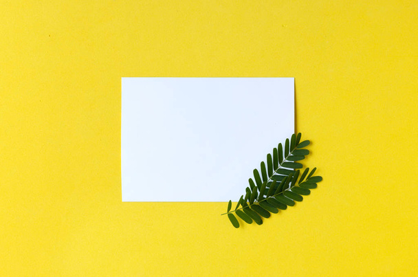 黄色の背景に緑の枝と空のポストカード - 写真・画像