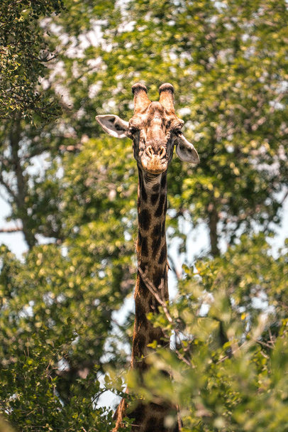 Linda jirafa mira hacia la cámara y se enmarca en hojas
 - Foto, Imagen