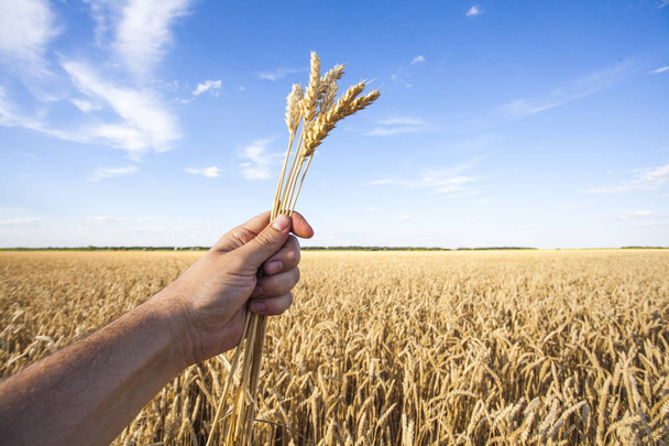 man 's hand holds ears of wheat - Фото, изображение