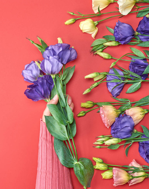 female hand in a pink sweater holding a branch of a blue flower Eustoma Lisianthus  on a red background, top view - Fotografie, Obrázek