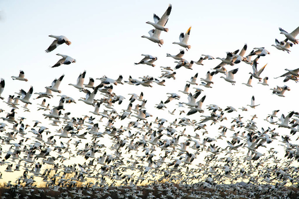Snow Geese at Bosque Del Apache National Wildlife Refuge - Photo, Image