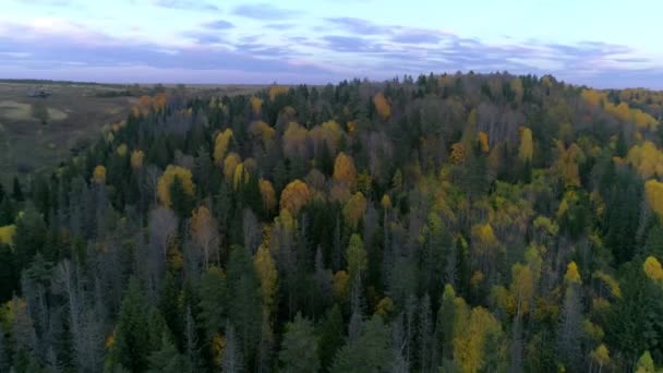 Birds eye view of forest at evening sunset - Imágenes, Vídeo