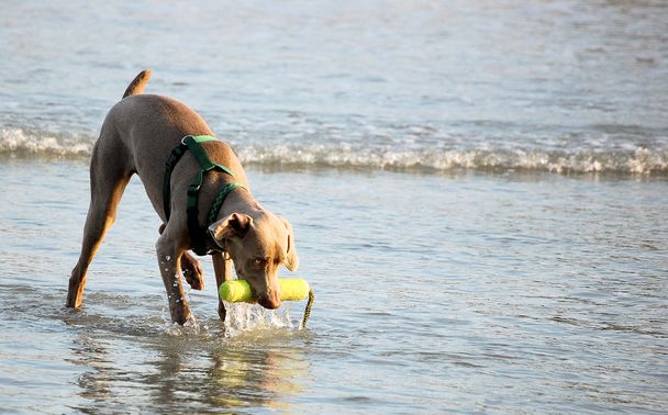 Коричневая собака, играющая на пляже
 - Фото, изображение