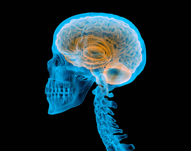 Human skull with brain. X-ray effect. Side view on black background. - Φωτογραφία, εικόνα