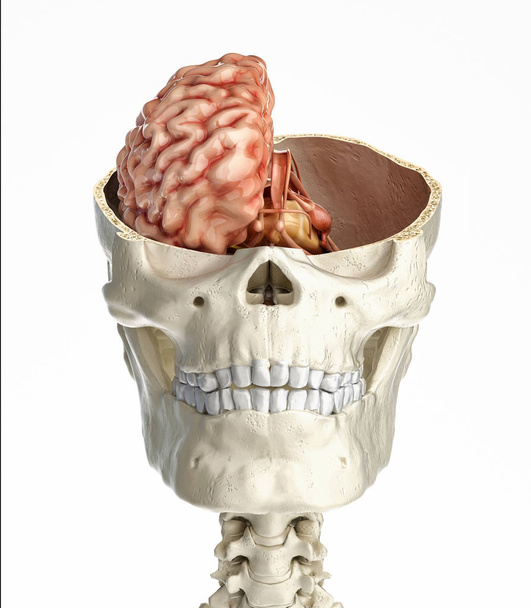 Human skull transversal cross section with brain. Front view on white background. - Φωτογραφία, εικόνα