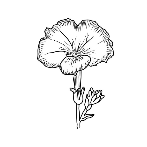 Met de hand getrokken open realistische bloem met een knop. Zwarte omtrek tekening van een bloem op een witte achtergrond. Vector floristische illustratie. - Vector, afbeelding