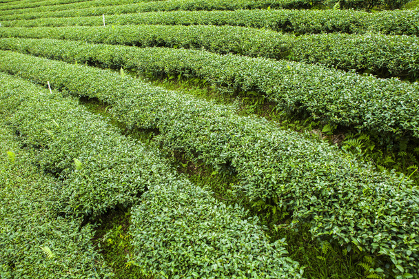 Tea plantations in Thailand. - Фото, зображення