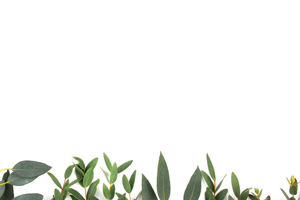 feuilles vertes eucalyptus sur fond blanc. plan plat, vue sur le dessus - Photo, image