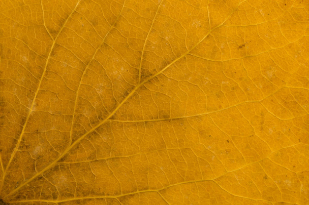 Autumn leaf macro texture background. copy space - Foto, Imagen