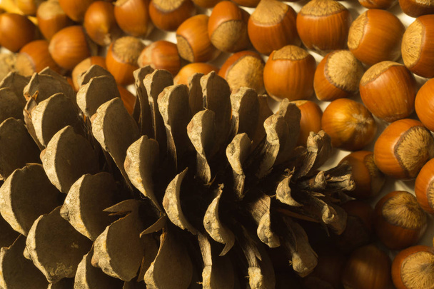 Cone and hazelnuts macro background - Foto, imagen