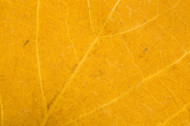 Autumn leaf macro texture background. copy space - 写真・画像