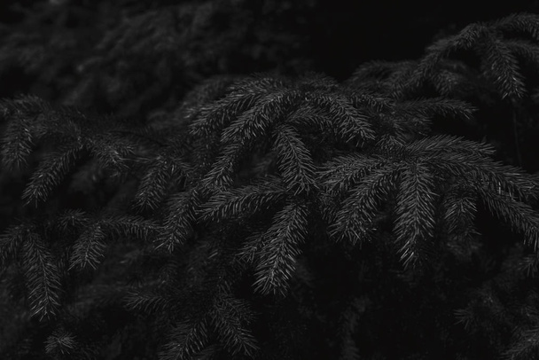 Модная минимальная концепция еловых ветвей в черном цветовом режиме с пространством для текста, открытки или шаблона плаката
 - Фото, изображение